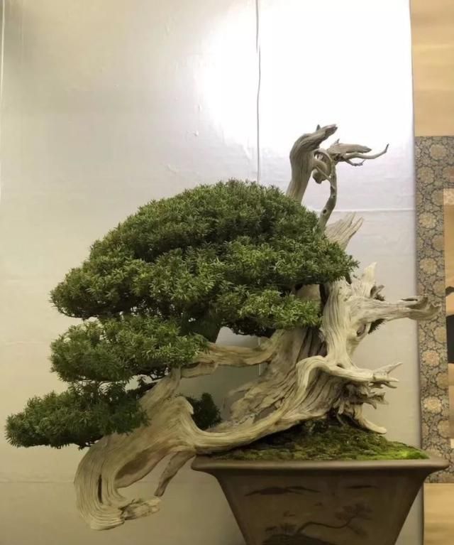 2019第39回日本大观盆景展抢先看！