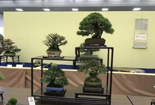 2019第39回日本大观盆景展抢先看！