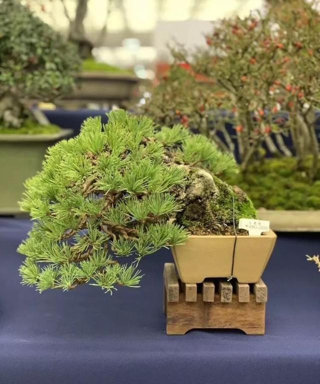 2019第39回日本大观盆景展抢先看！