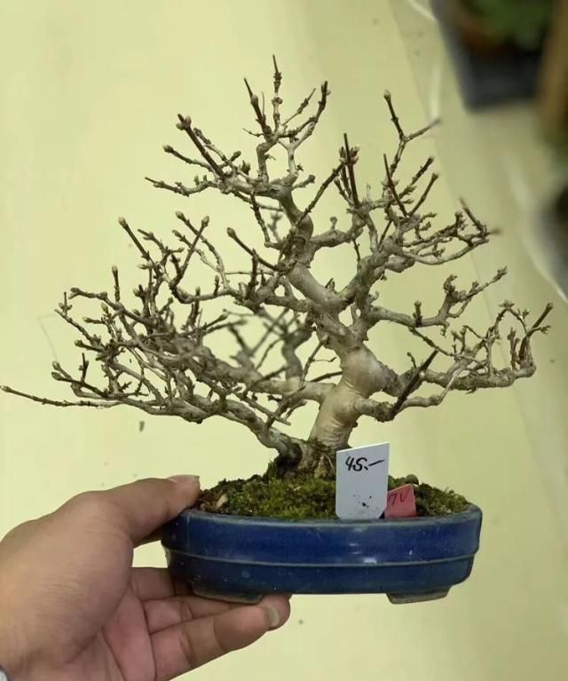 2019第39回日本大观盆景展抢先看！