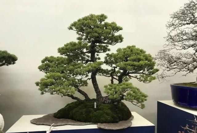 2019第39回日本大观盆景展抢先看！