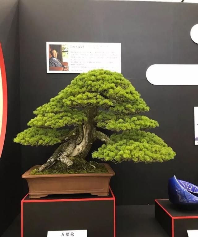 2019第39回日本大观盆景展抢先看！