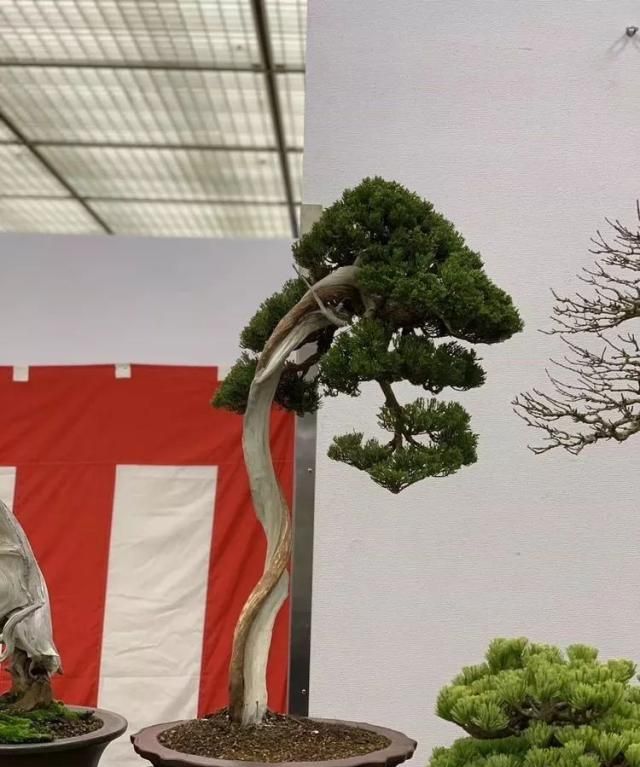 2019第39回日本大观盆景展抢先看！