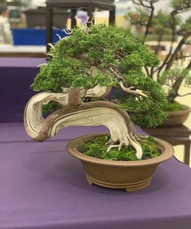 2019第39回日本大观盆景展抢先看！