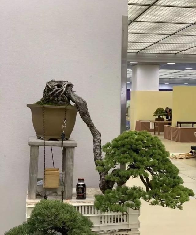2019第39回日本大观盆景展抢先看！