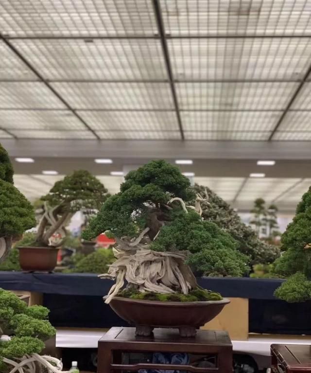 2019第39回日本大观盆景展抢先看！