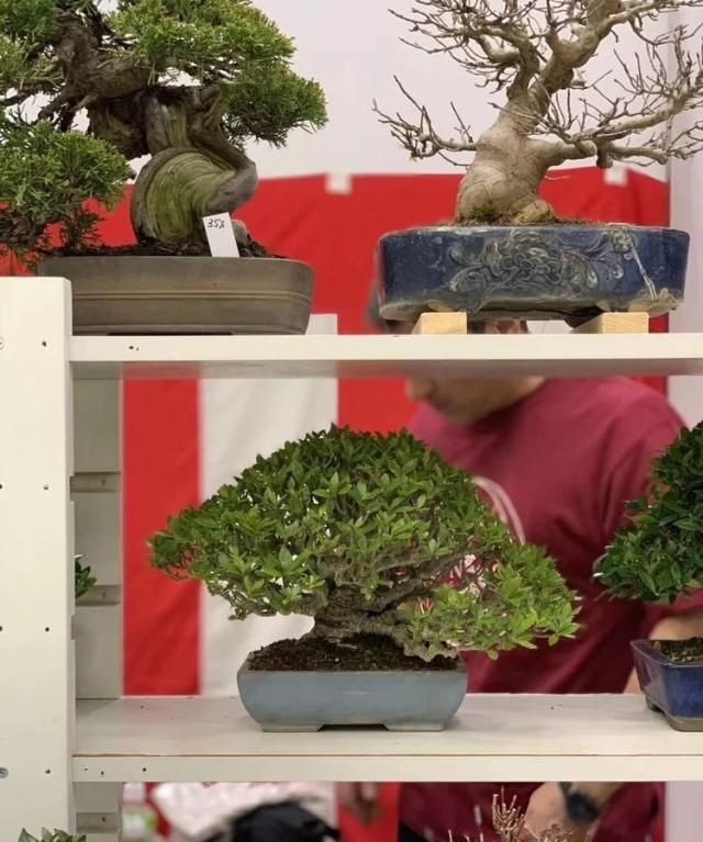 2019第39回日本大观盆景展抢先看！