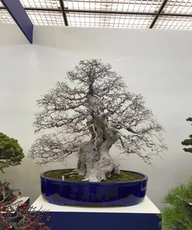 2019第39回日本大观盆景展抢先看！