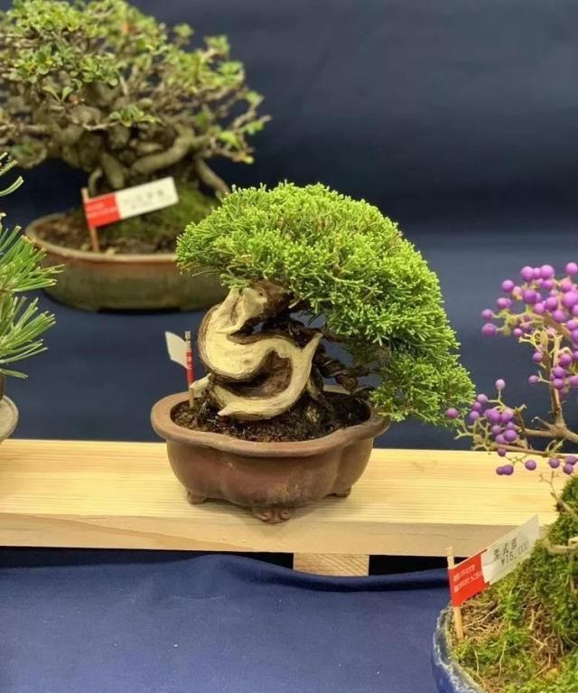 2019第39回日本大观盆景展抢先看！