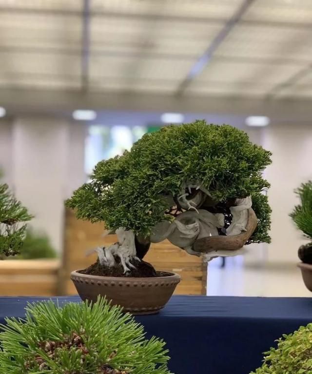 2019第39回日本大观盆景展抢先看！