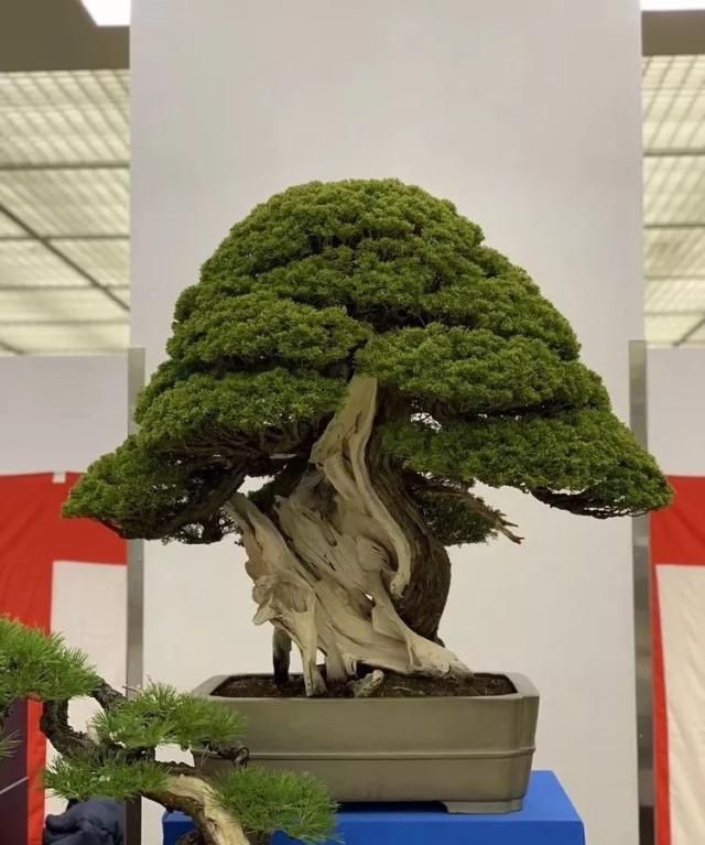 2019第39回日本大观盆景展抢先看！