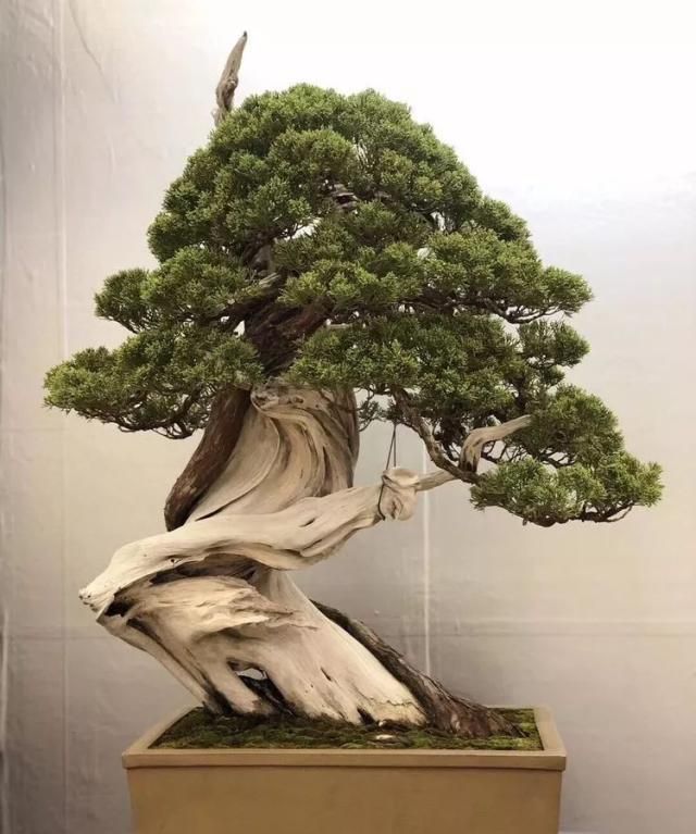 2019第39回日本大观盆景展抢先看！