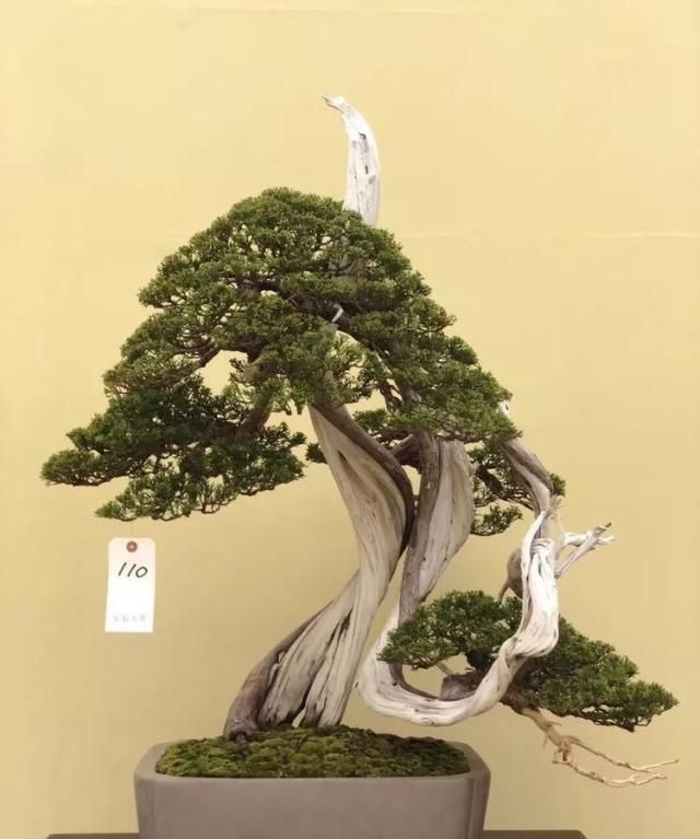 2019第39回日本大观盆景展抢先看！