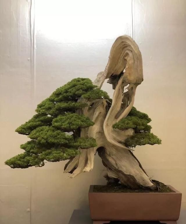 2019第39回日本大观盆景展抢先看！