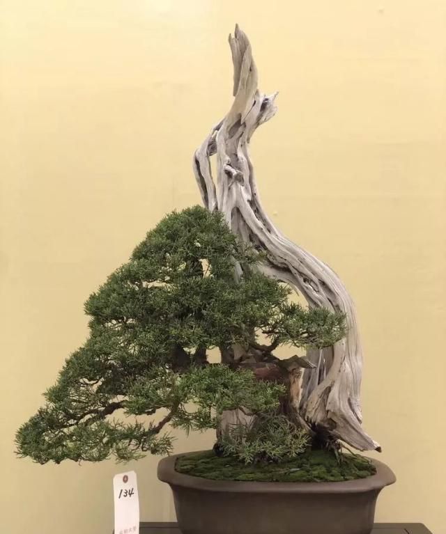 2019第39回日本大观盆景展抢先看！