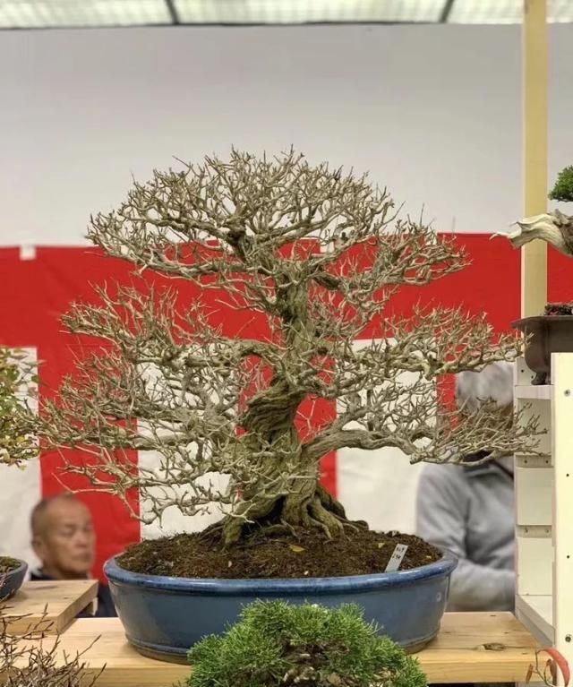 2019第39回日本大观盆景展抢先看！