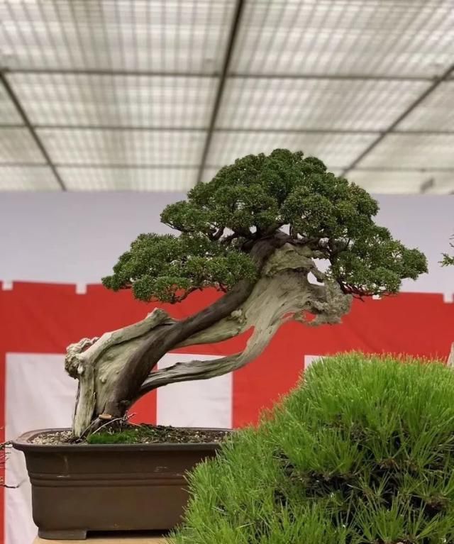 2019第39回日本大观盆景展抢先看！