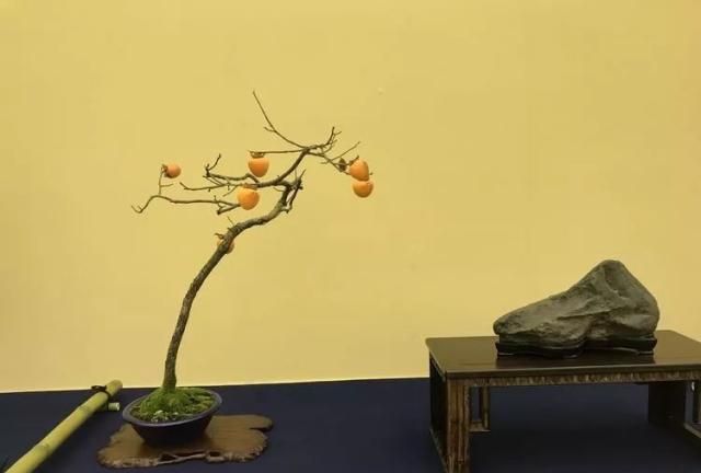 2019第39回日本大观盆景展抢先看！