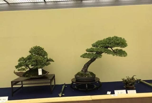 2019第39回日本大观盆景展抢先看！