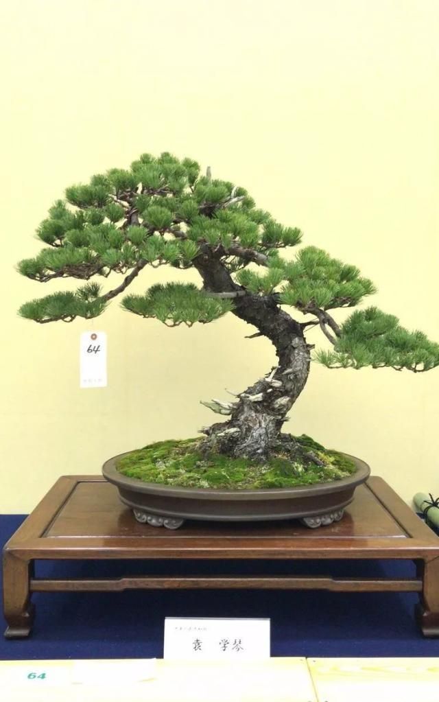 2019第39回日本大观盆景展抢先看！