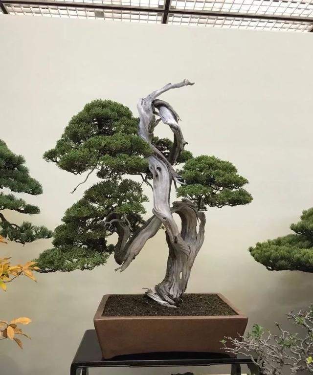 2019第39回日本大观盆景展抢先看！