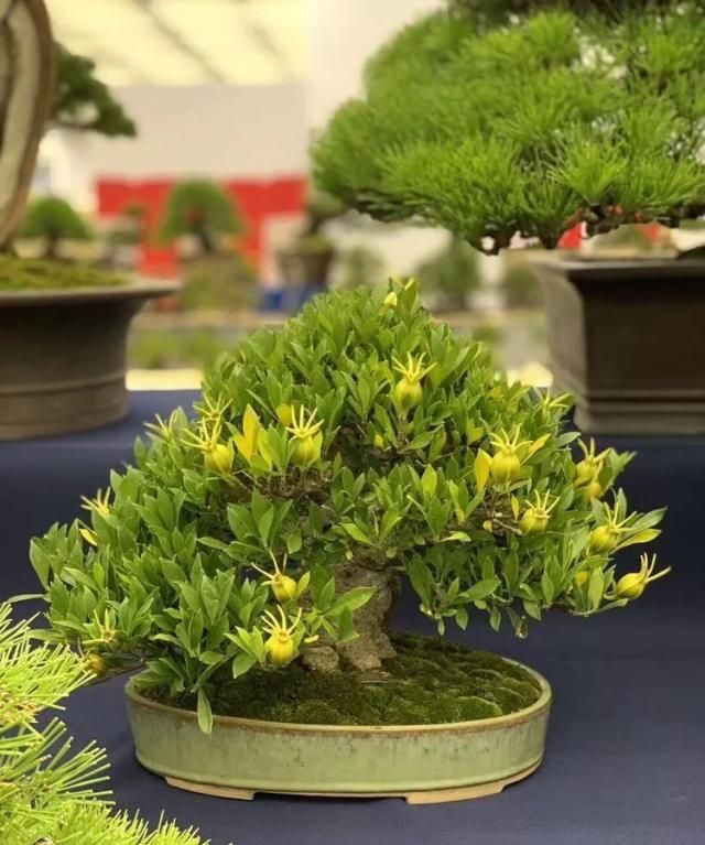 2019第39回日本大观盆景展抢先看！
