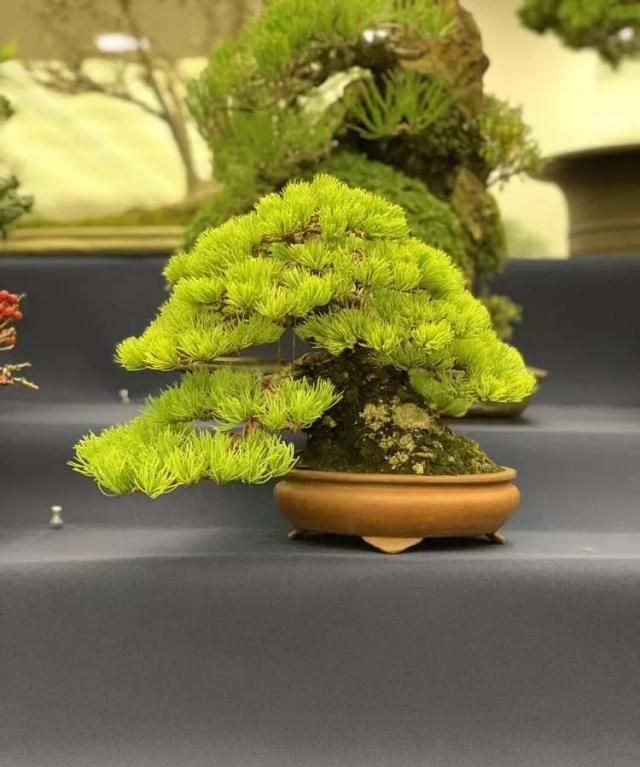 2019第39回日本大观盆景展抢先看！