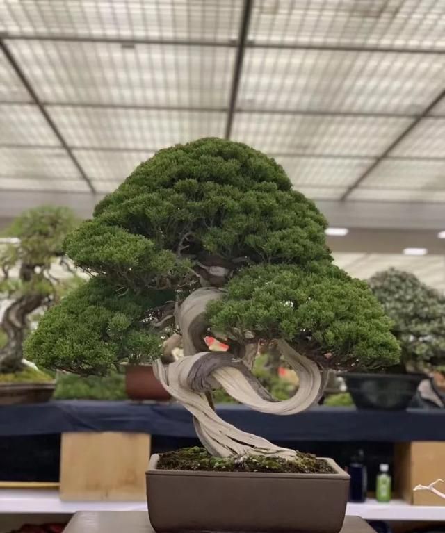 2019第39回日本大观盆景展抢先看！