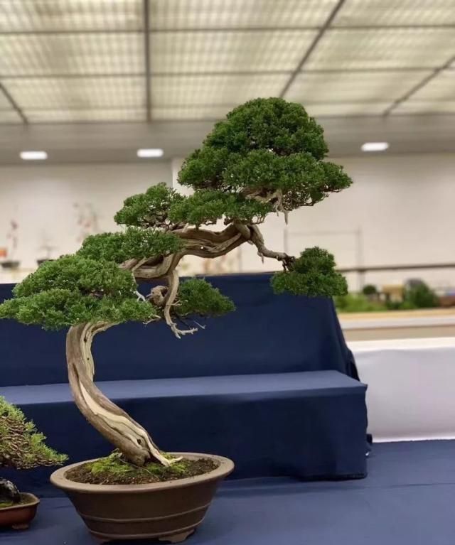 2019第39回日本大观盆景展抢先看！