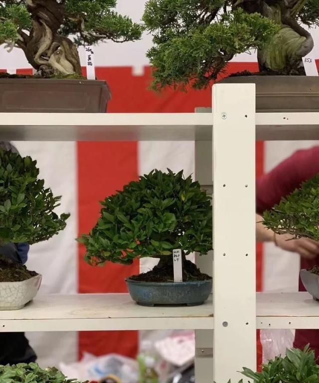 2019第39回日本大观盆景展抢先看！