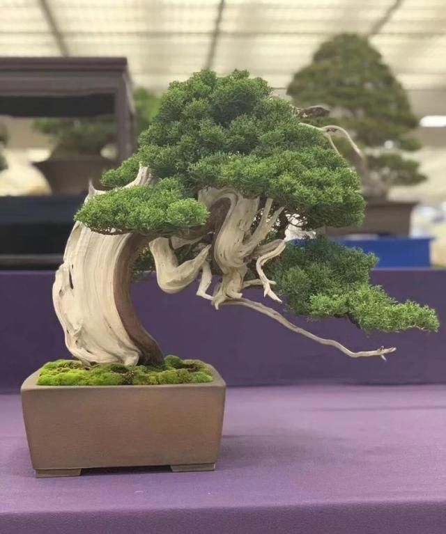 2019第39回日本大观盆景展抢先看！
