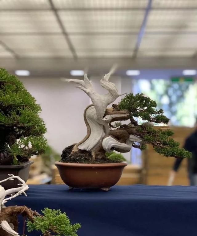 2019第39回日本大观盆景展抢先看！
