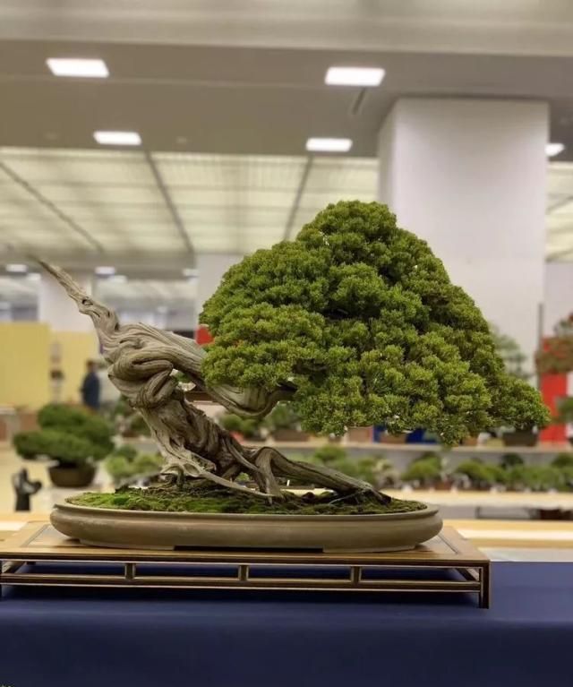 2019第39回日本大观盆景展抢先看！