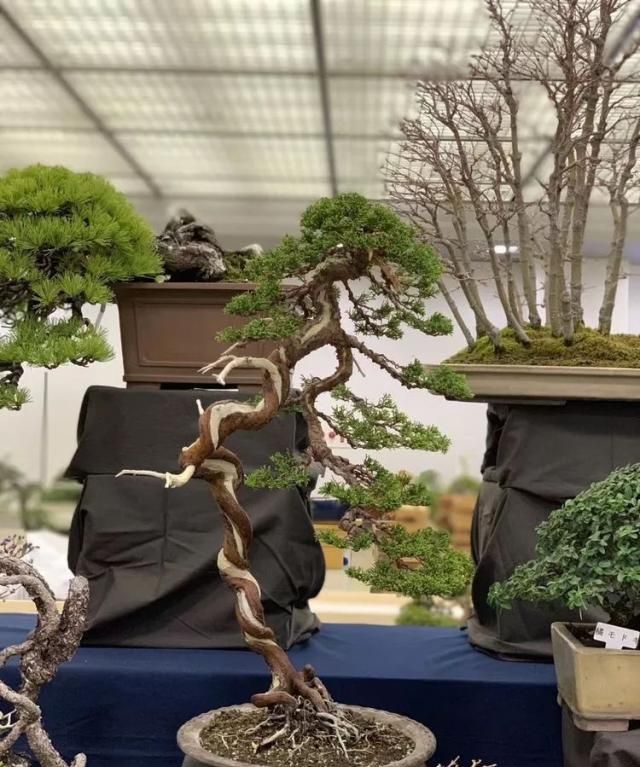 2019第39回日本大观盆景展抢先看！