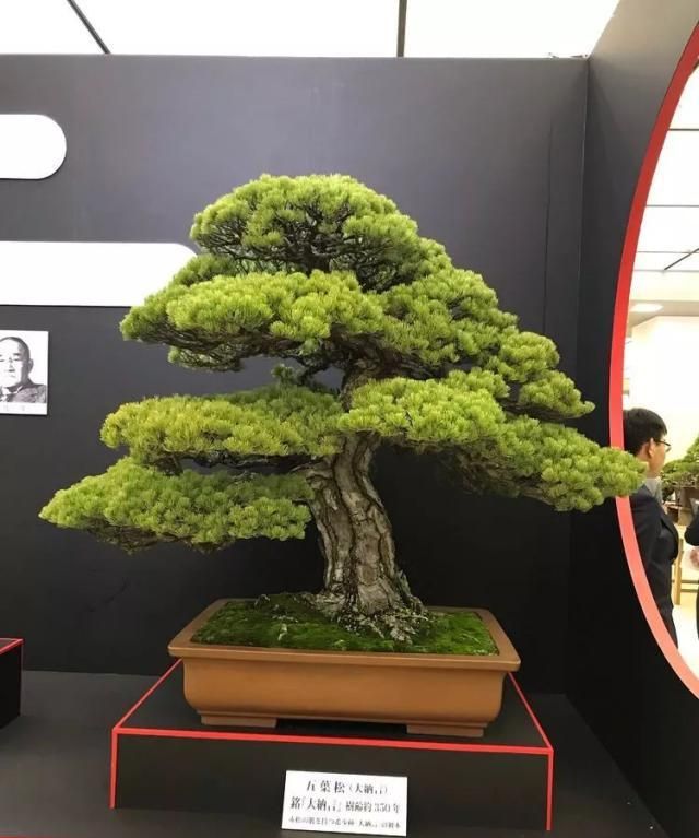 2019第39回日本大观盆景展抢先看！