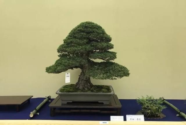 2019第39回日本大观盆景展抢先看！
