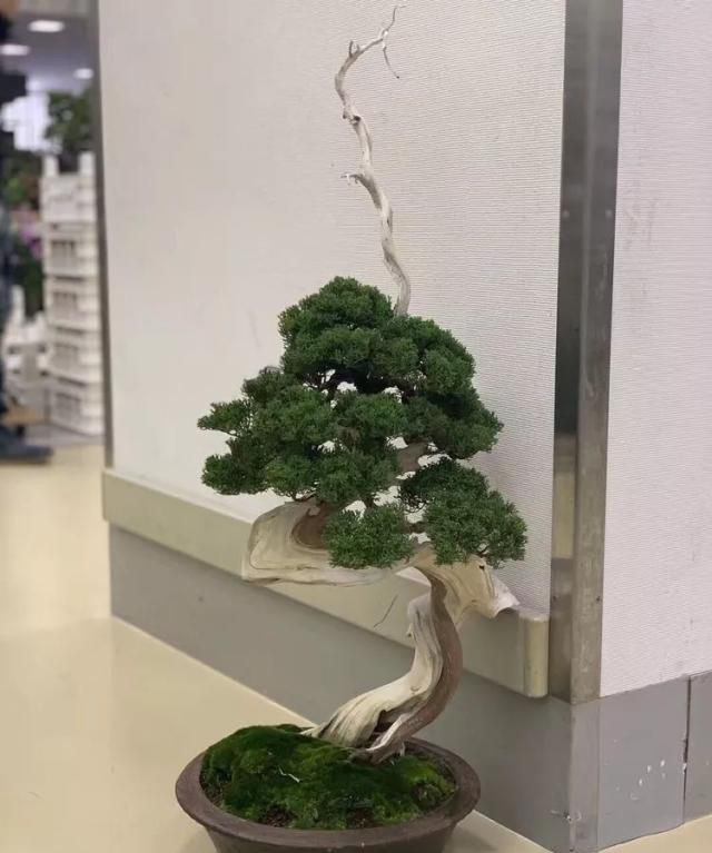 2019第39回日本大观盆景展抢先看！