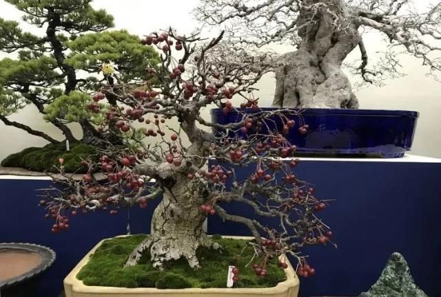 2019第39回日本大观盆景展抢先看！