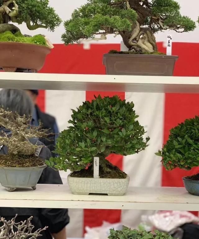 2019第39回日本大观盆景展抢先看！