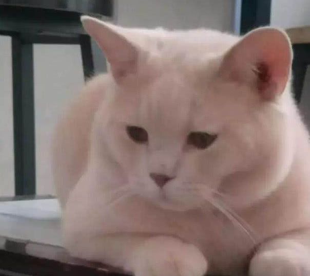 网购一只小蓝猫，5月后品相发生大旋转，父母一看：大橘为重！