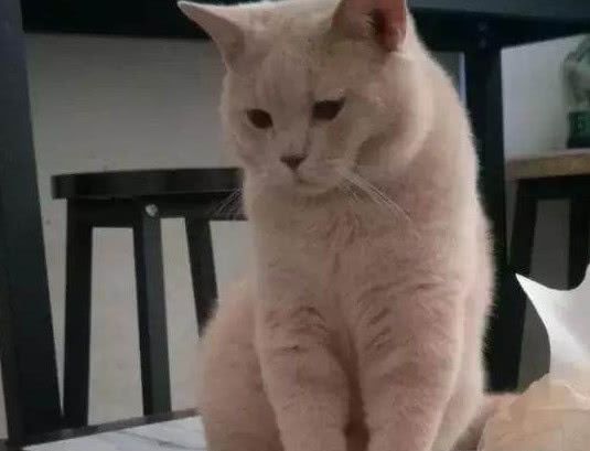 网购一只小蓝猫，5月后品相发生大旋转，父母一看：大橘为重！