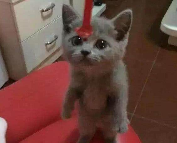 网购一只小蓝猫，5月后品相发生大旋转，父母一看：大橘为重！