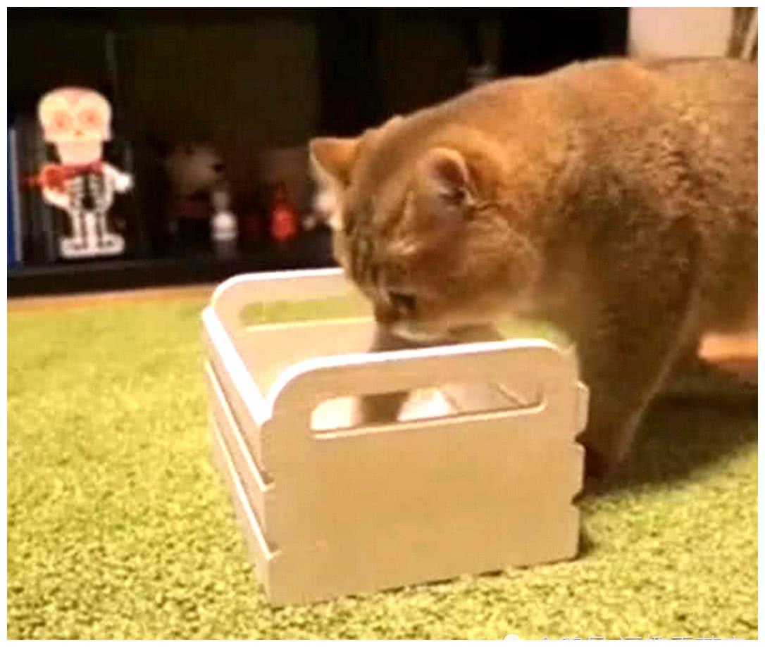女主网购仓鼠窝，准备抱仓鼠来试试感觉，猫咪的举动让主人傻眼了