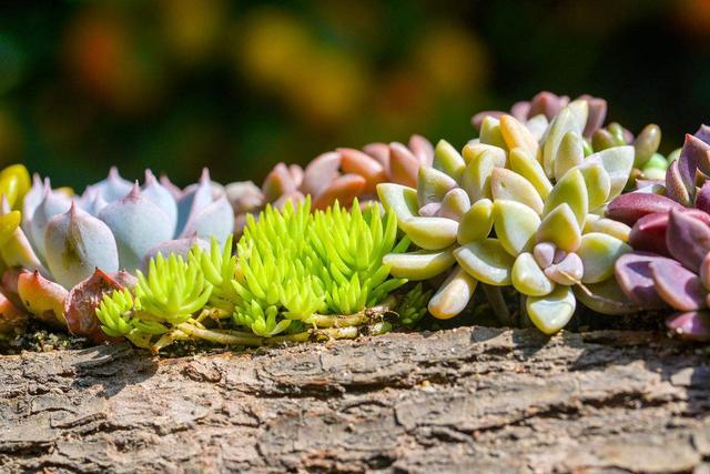 大自然的艺术品,9种濒临灭绝的“极品”多肉,有钱你也买不到!
