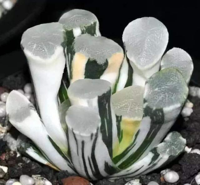 大自然的艺术品,9种濒临灭绝的“极品”多肉,有钱你也买不到!