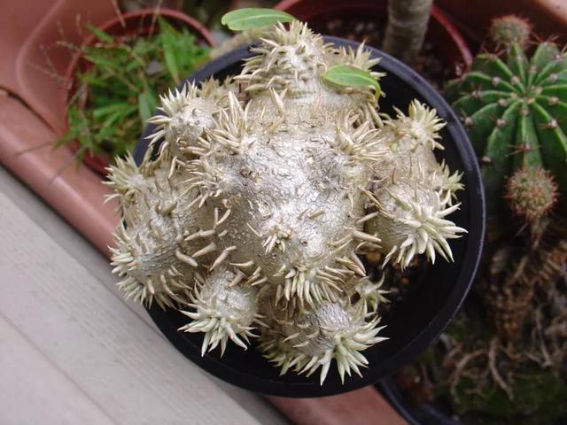 大自然的艺术品,9种濒临灭绝的“极品”多肉,有钱你也买不到!