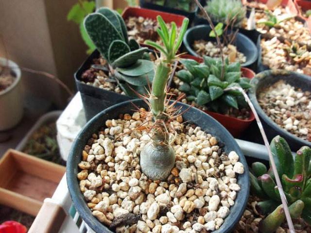 大自然的艺术品,9种濒临灭绝的“极品”多肉,有钱你也买不到!