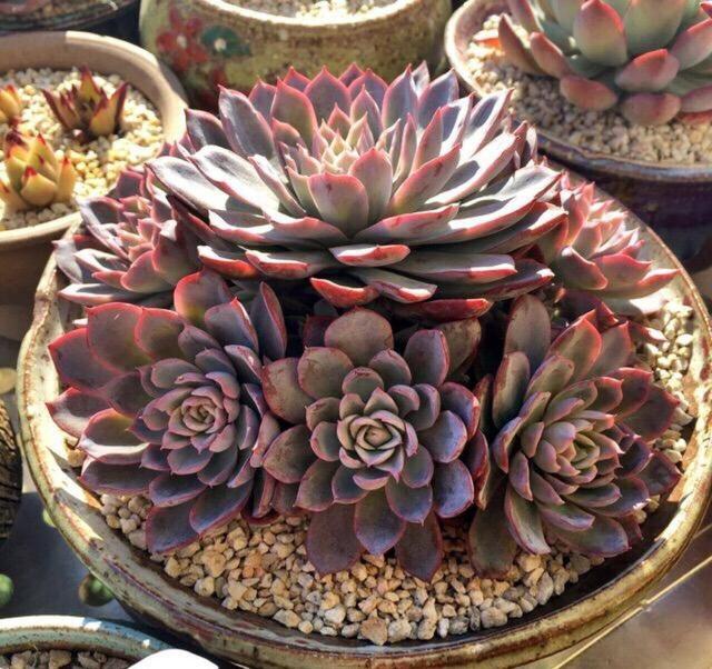 大自然的艺术品,9种濒临灭绝的“极品”多肉,有钱你也买不到!