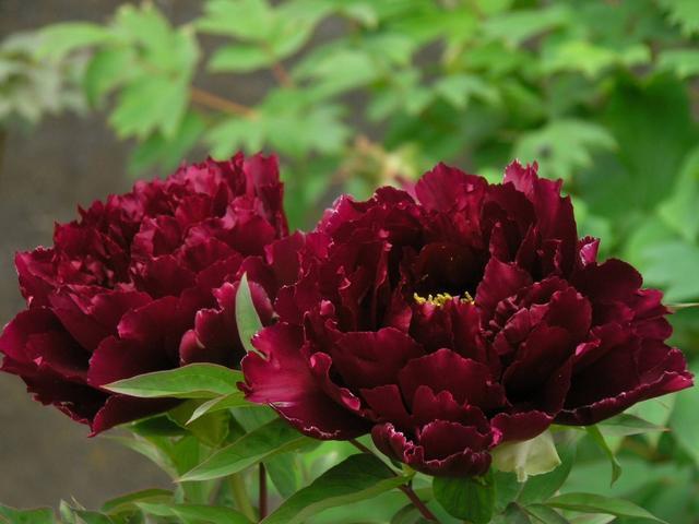 大自然的艺术品,9种濒临灭绝的“极品”多肉,有钱你也买不到!