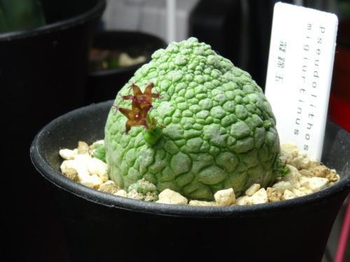 大自然的艺术品,9种濒临灭绝的“极品”多肉,有钱你也买不到!